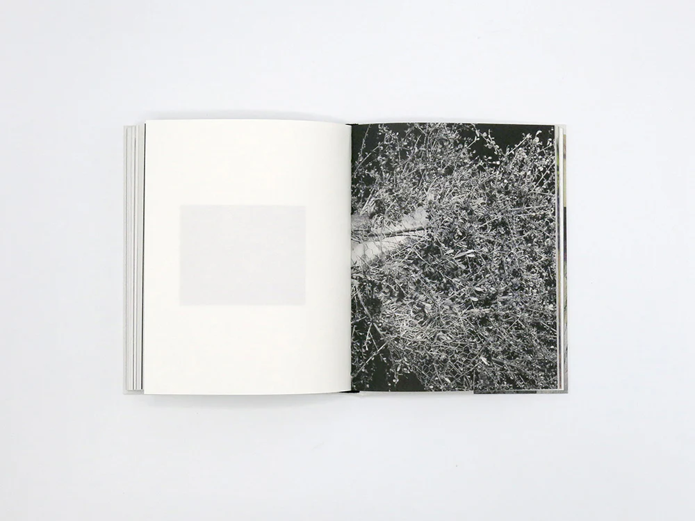 Georgia Metaxas – Mnemosyne Grove - Image 11