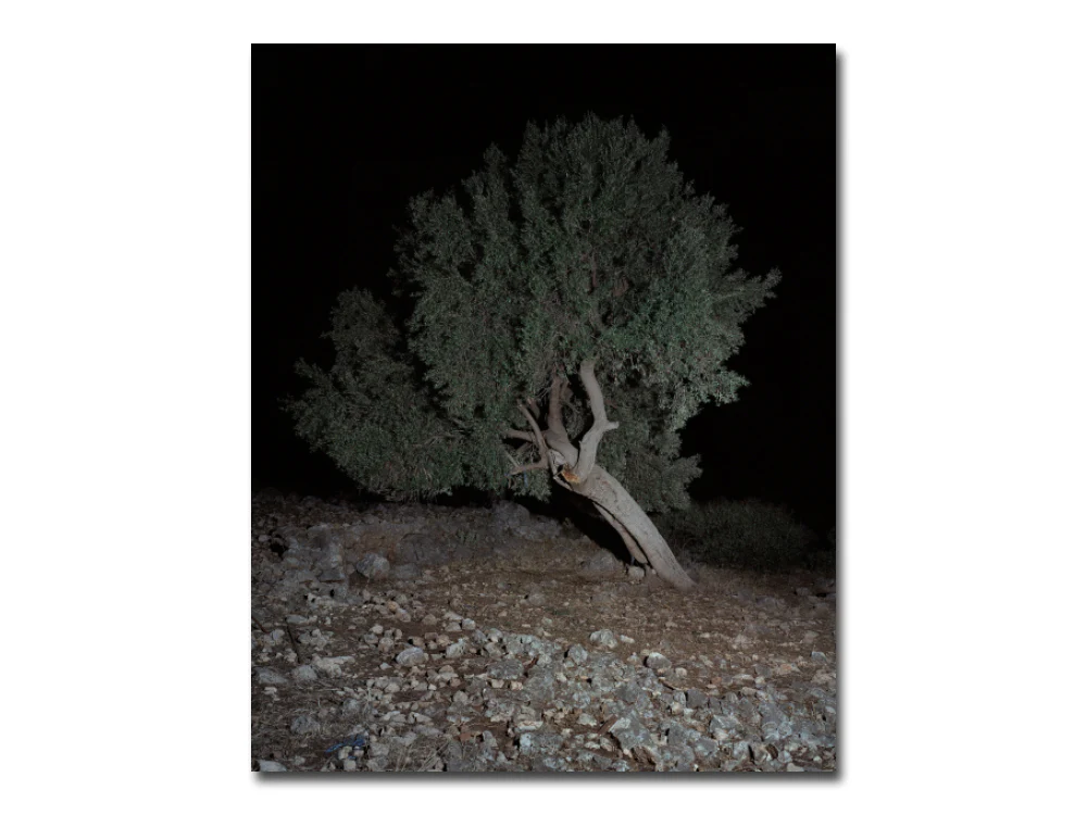 Georgia Metaxas – Mnemosyne Grove - Image 15