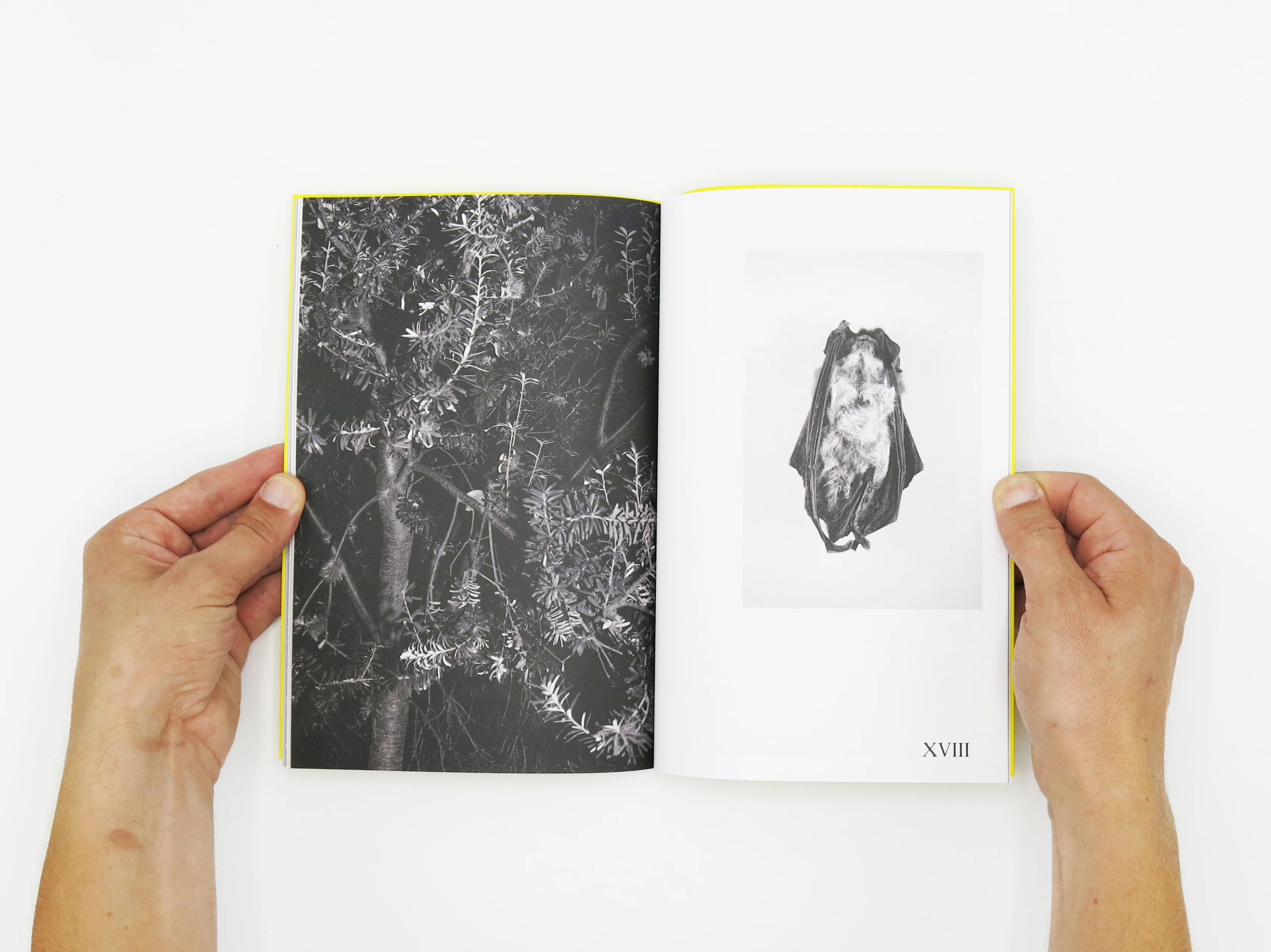 Felix Wilson – Nocturnal Ecologies - Image 8