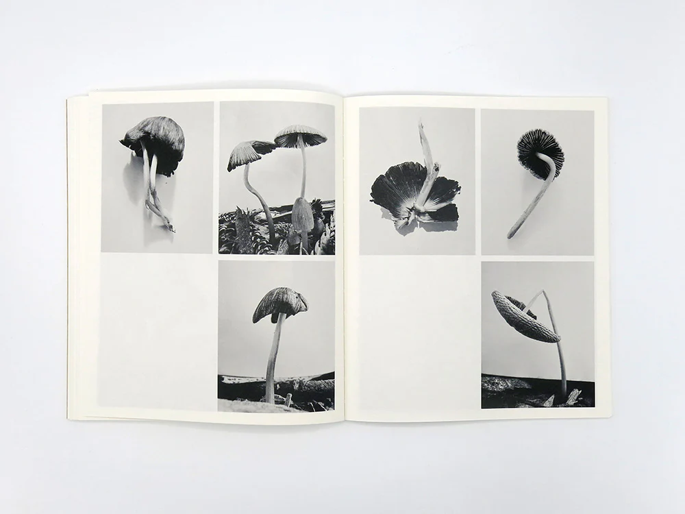 Ying Ang – Fruiting Bodies - Image 11