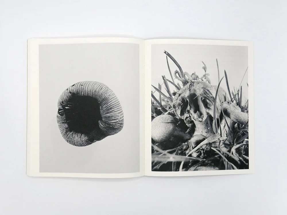 Ying Ang – Fruiting Bodies - Image 15